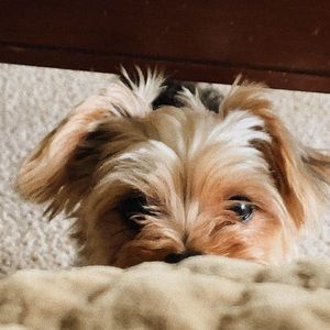 Meet your Posher, Devin